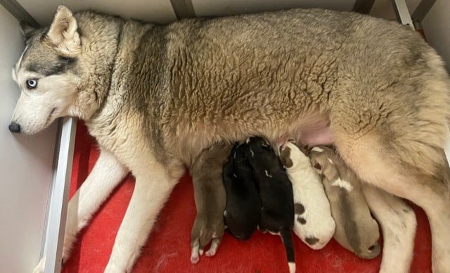 Siberian Husky - De L'Oree Du Vercors