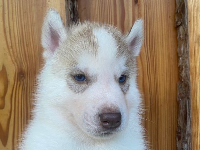Mâle roux aux yeux bleus