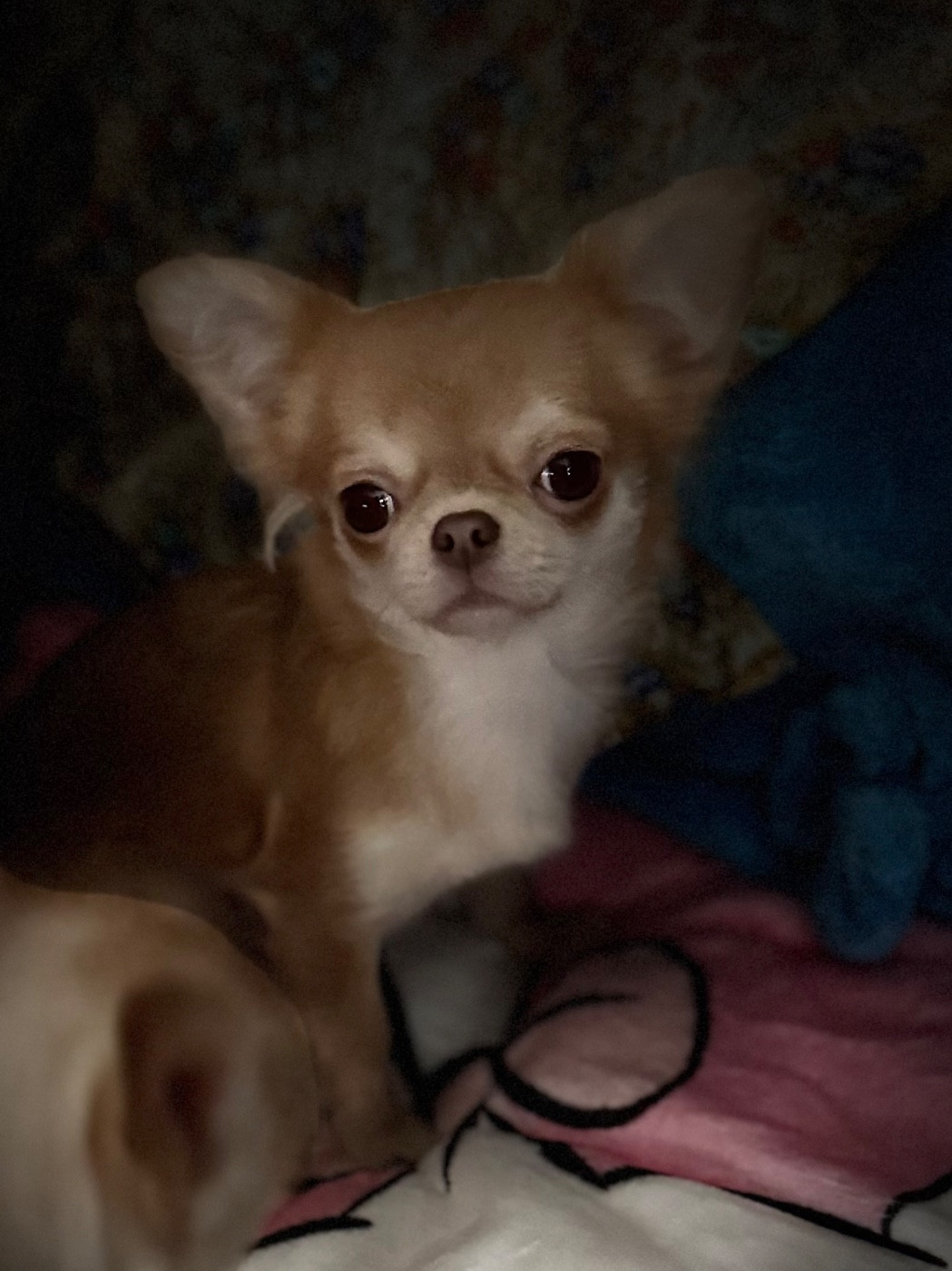 VIRGULE Des Petits Jedi