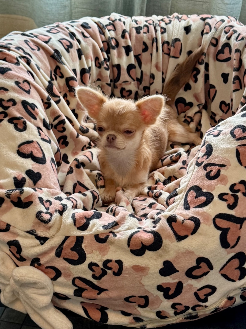 VIRGULE Des Petits Jedi