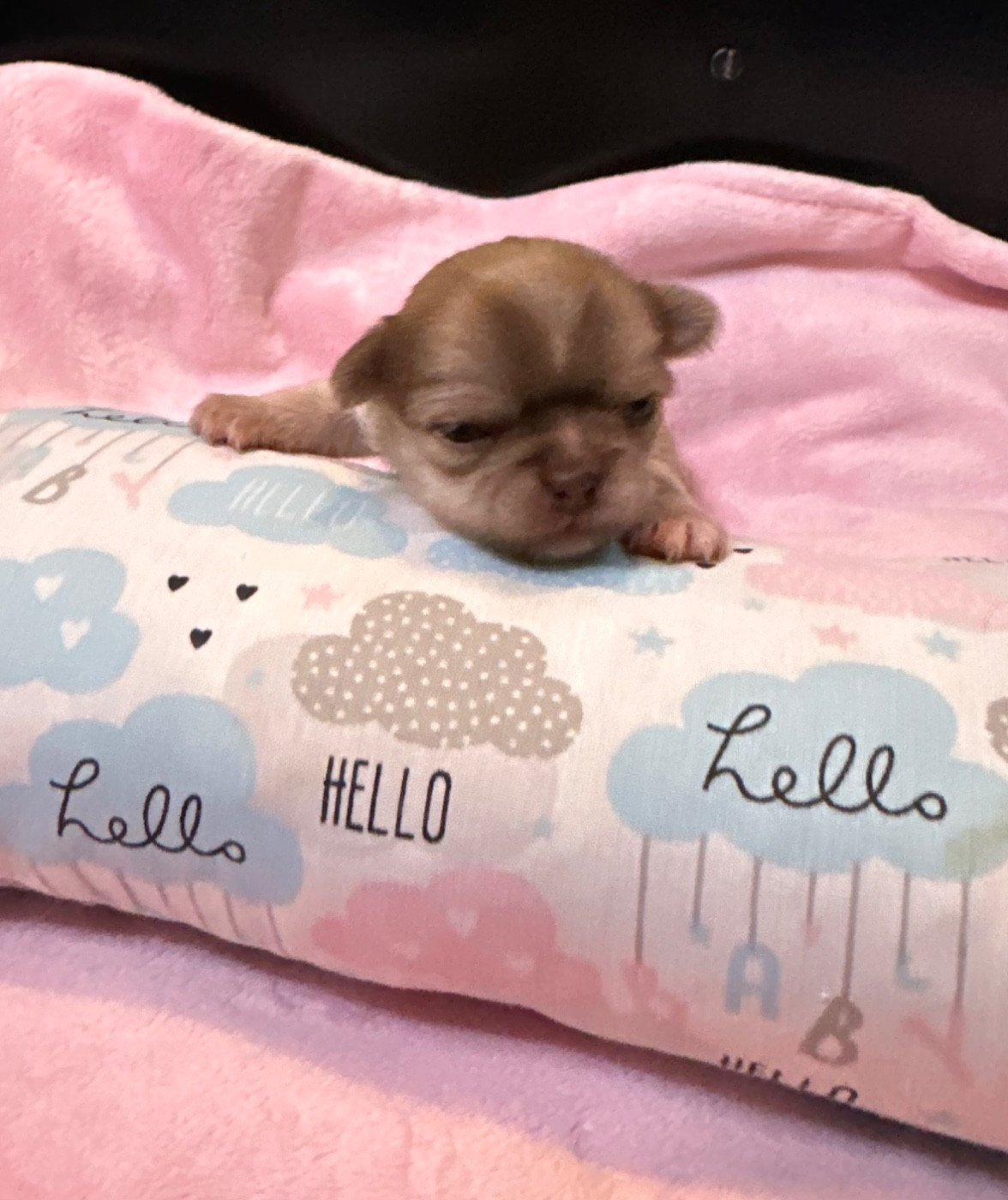 VIRGULE Des Petits Jedi