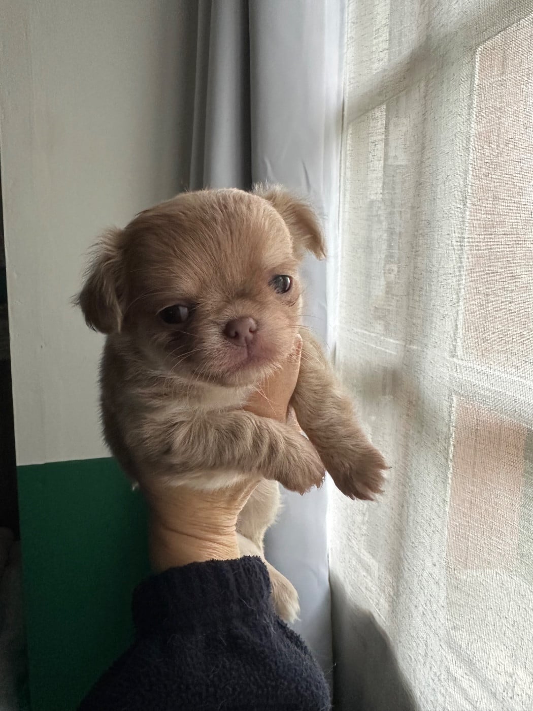 VIRGULE Des Petits Jedi