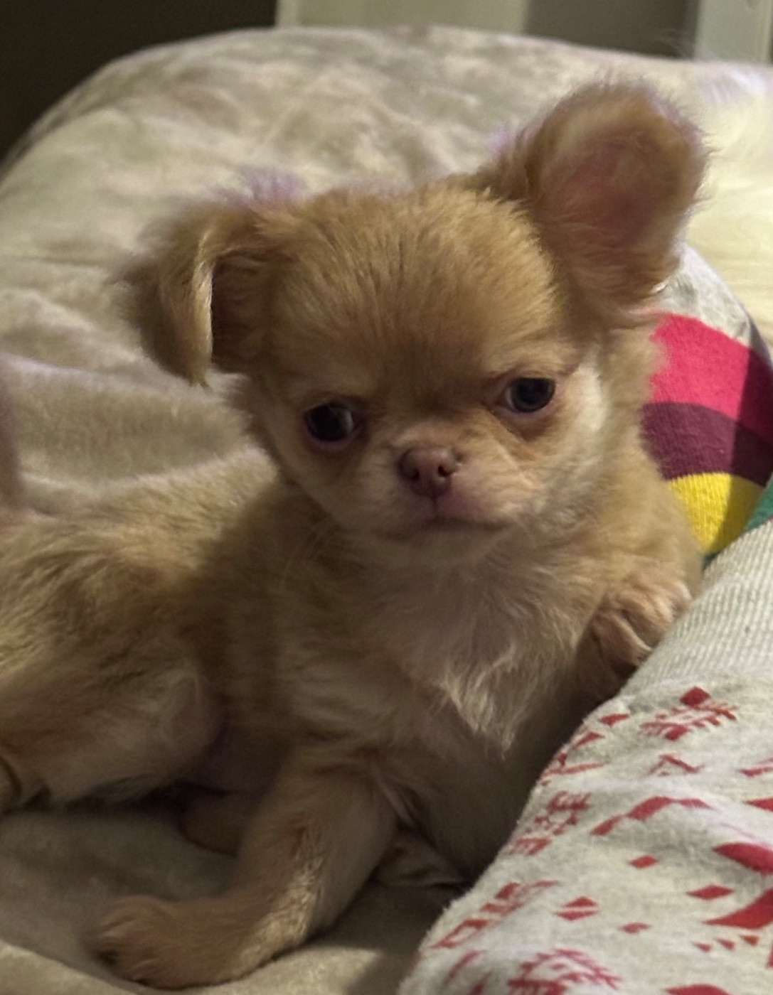 VIRGULE Des Petits Jedi