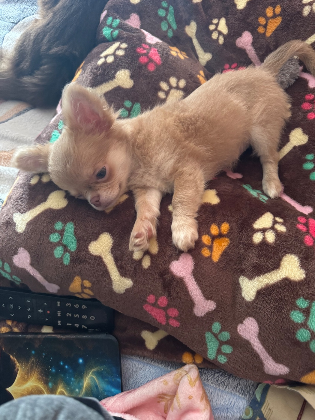 VIRGULE Des Petits Jedi