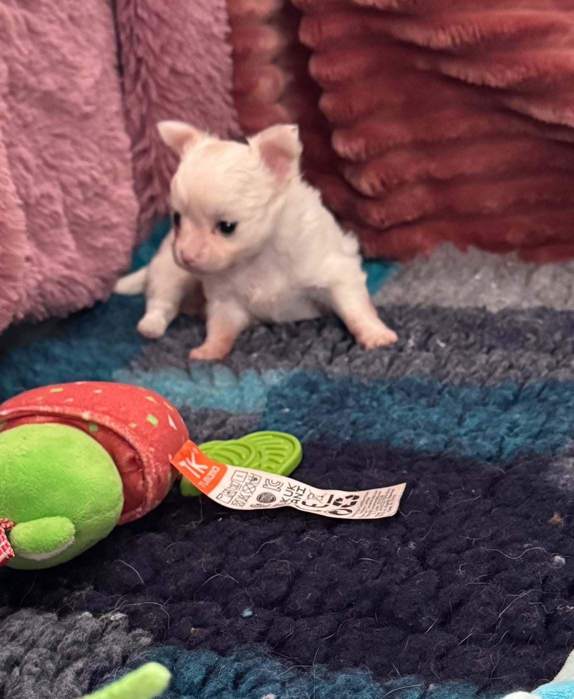 ANITA Des Petits Jedi