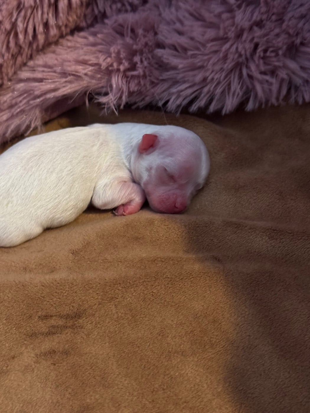 ANITA Des Petits Jedi