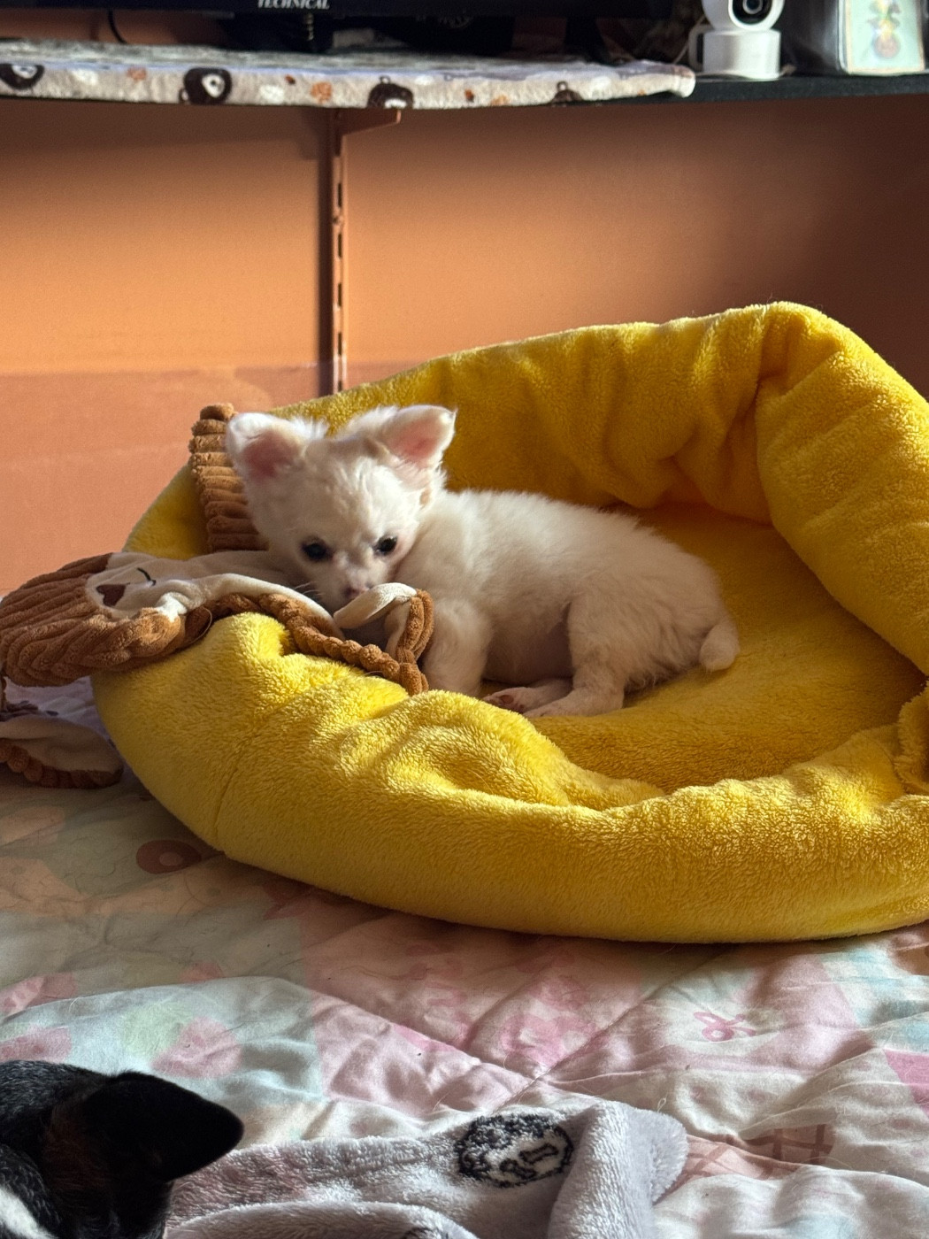 ANITA Des Petits Jedi