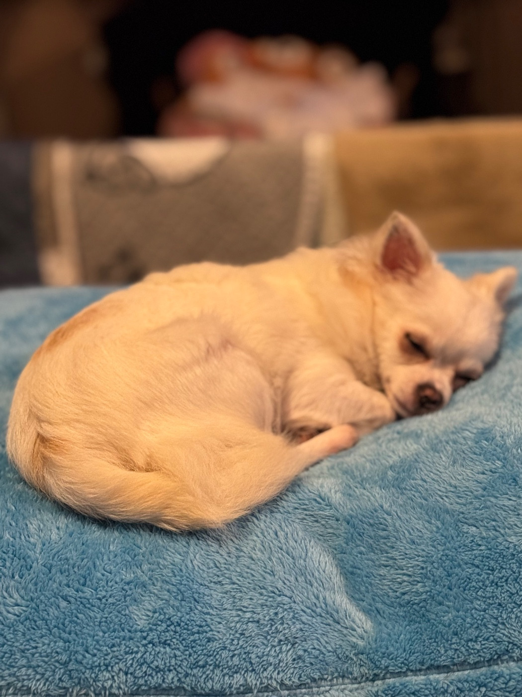 ANITA Des Petits Jedi