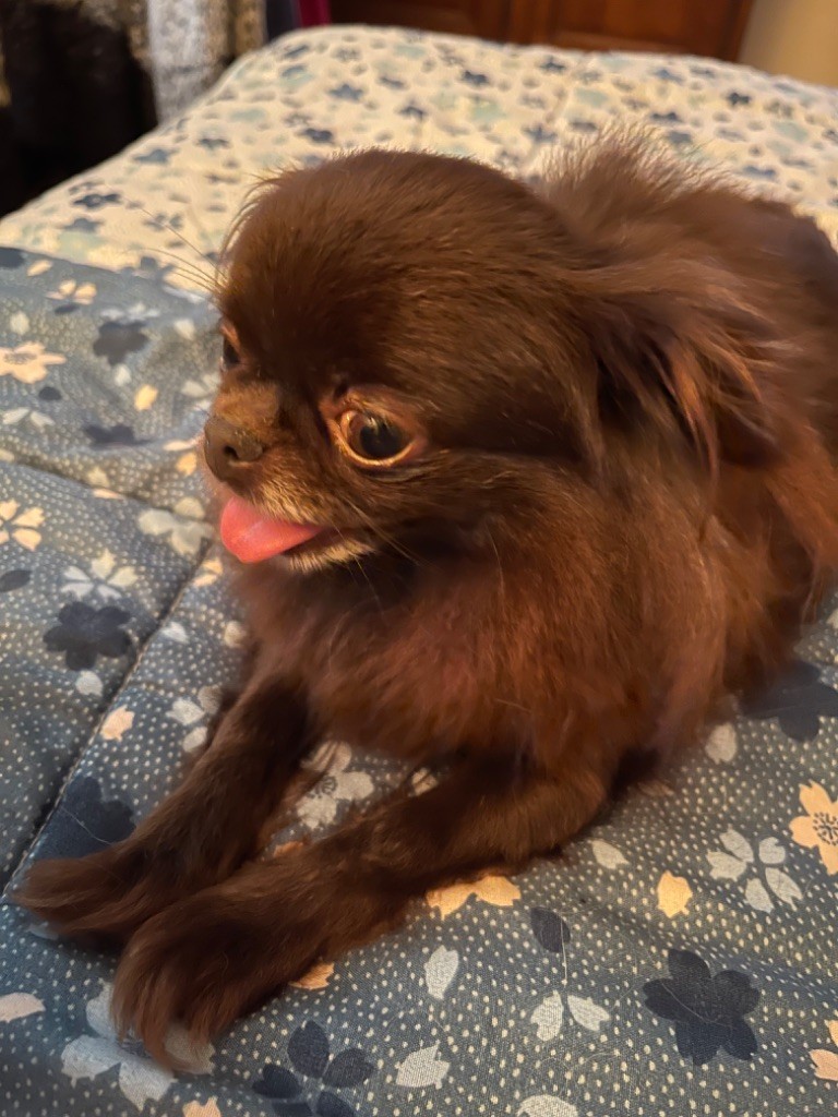 Publication : Des Petits Jedi Auteur : De La Contée Des Elfes