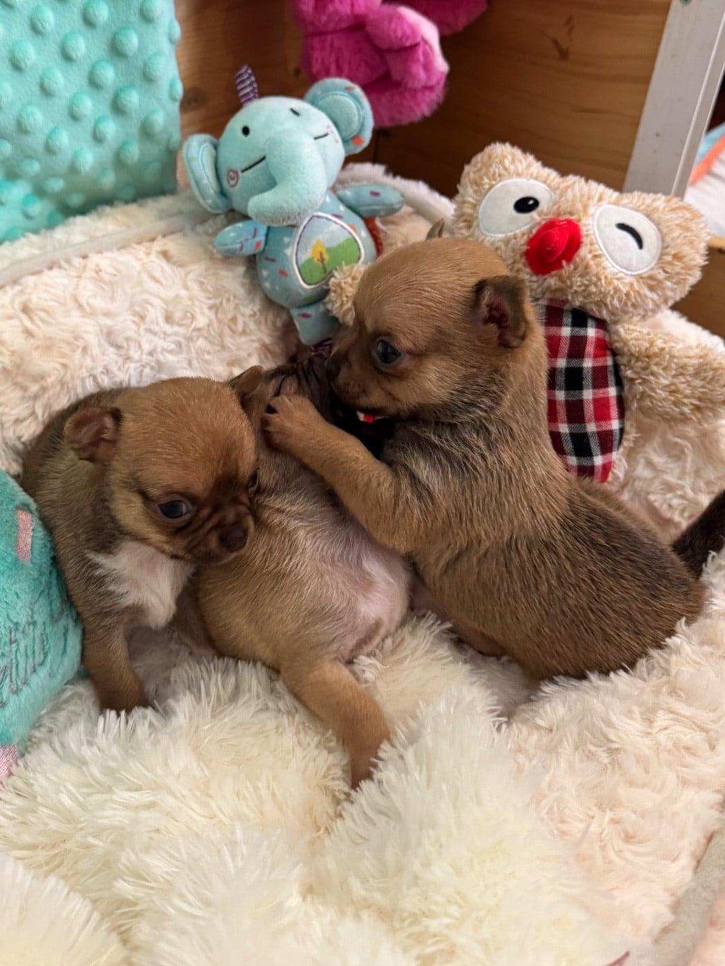 Chihuahua - Des Petits Jedi