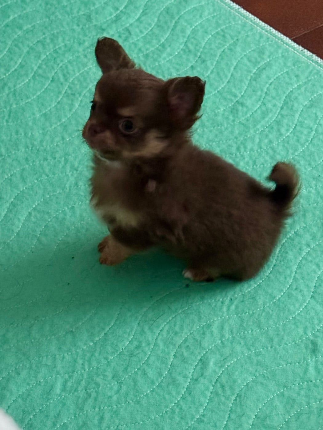 Chihuahua - Des Petits Jedi