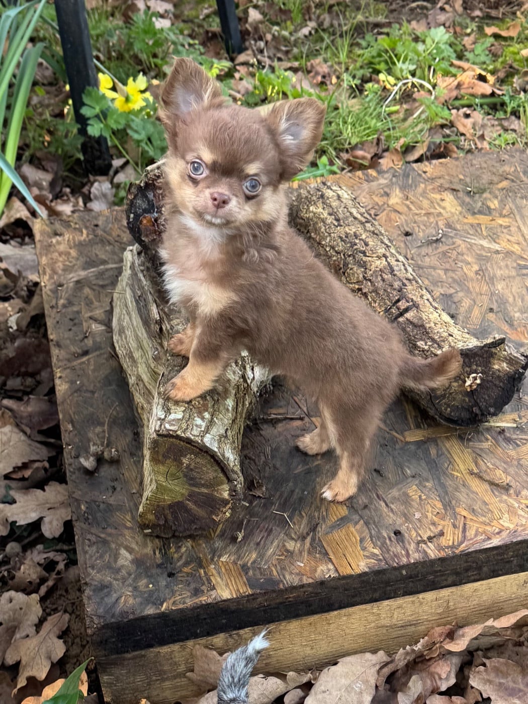 Chihuahua - Des Petits Jedi