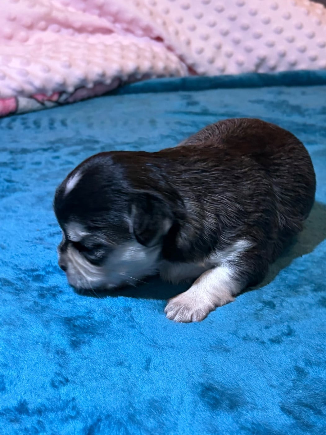 Chihuahua - Des Petits Jedi