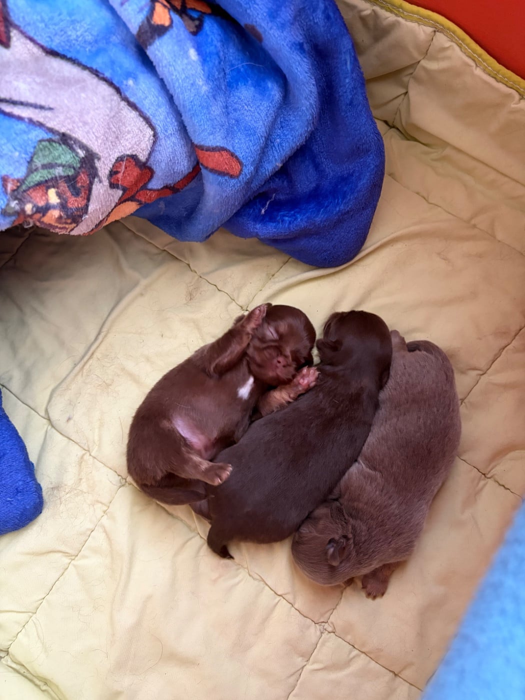 Chihuahua - Des Petits Jedi