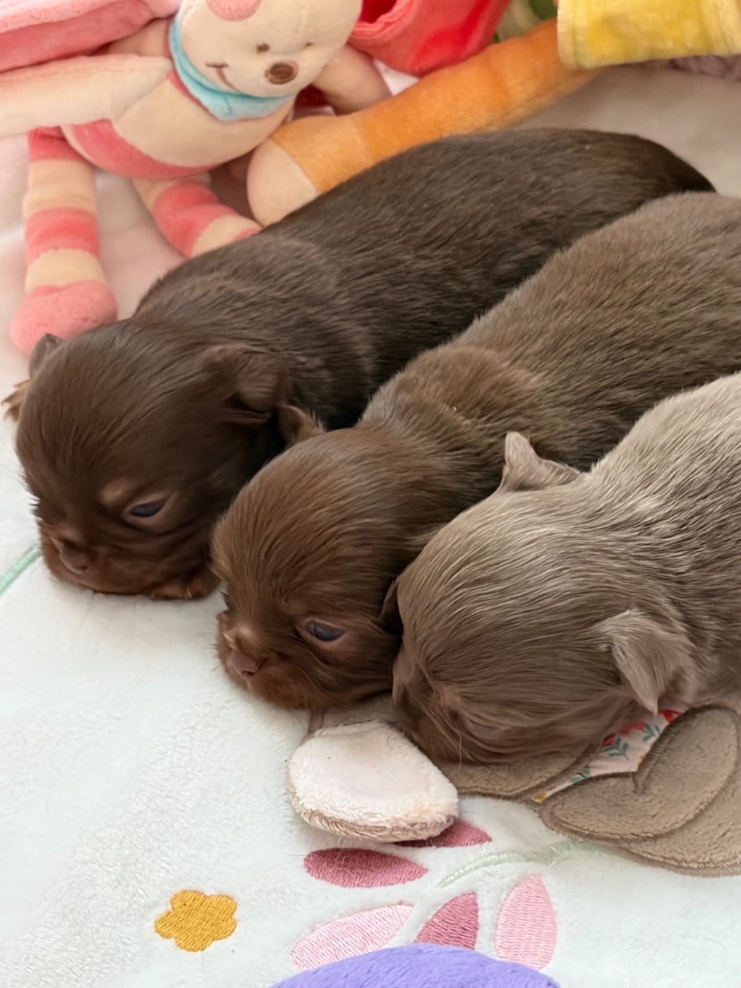 Chihuahua - Des Petits Jedi