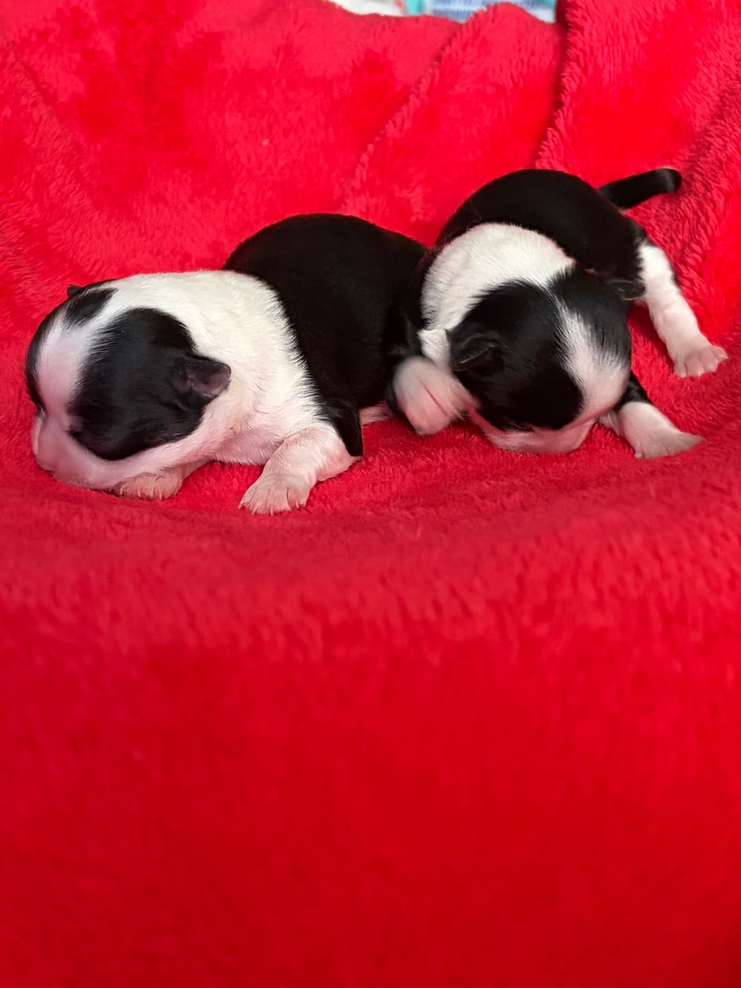 Chiot Chihuahua
