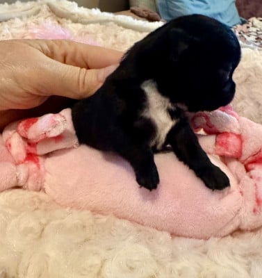 Les chiots de Chihuahua