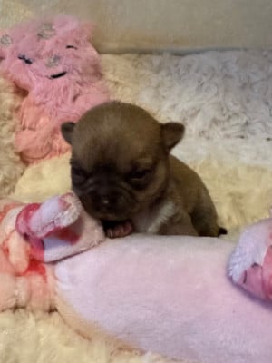 Les chiots de Chihuahua