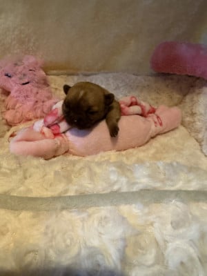 Les chiots de Chihuahua