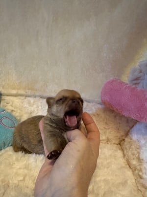 Les chiots de Chihuahua