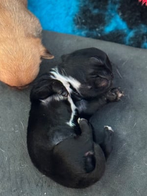 Les chiots de Chihuahua