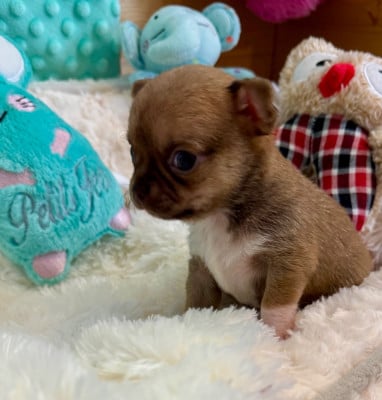 Les chiots de Chihuahua