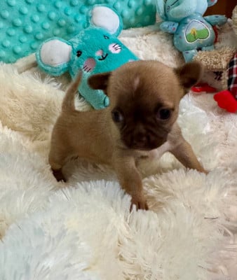 Les chiots de Chihuahua