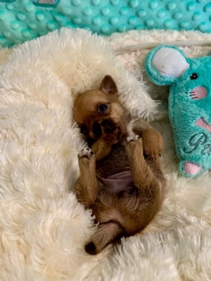 Les chiots de Chihuahua