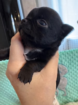 Les chiots de Chihuahua