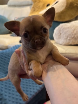 Les chiots de Chihuahua