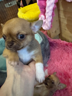 Les chiots de Chihuahua