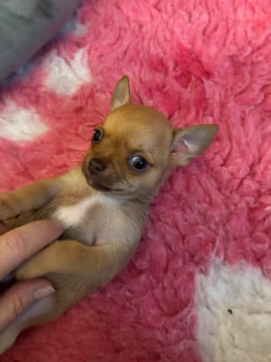 Les chiots de Chihuahua