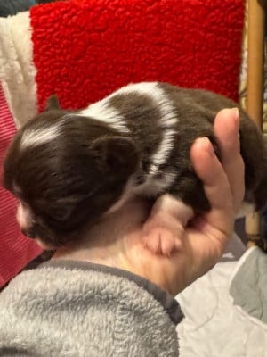 Les chiots de Chihuahua