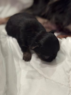 Les chiots de Chihuahua