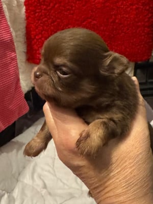 Les chiots de Chihuahua