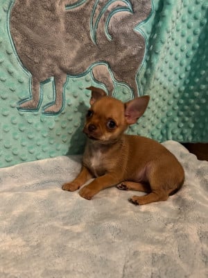 Les chiots de Chihuahua