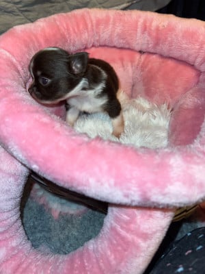 Les chiots de Chihuahua