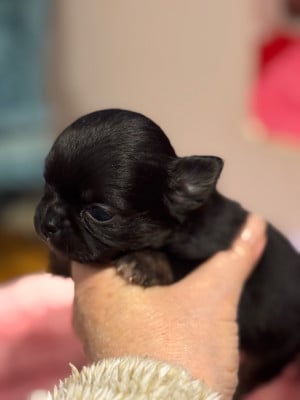 Les chiots de Chihuahua