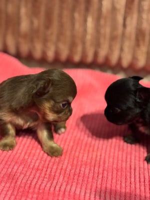 Les chiots de Chihuahua