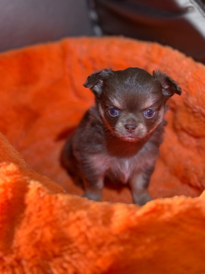 Les chiots de Chihuahua