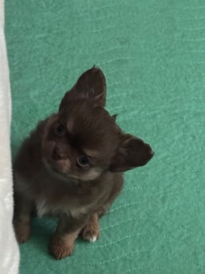 Les chiots de Chihuahua