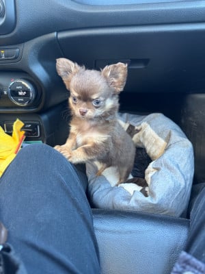 Les chiots de Chihuahua