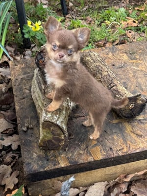 Les chiots de Chihuahua