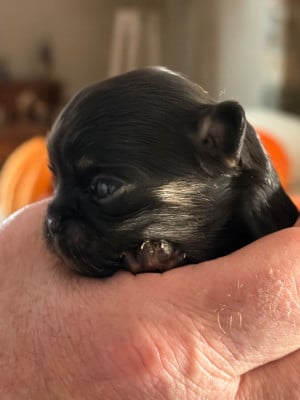 Les chiots de Chihuahua