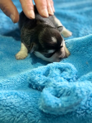 Les chiots de Chihuahua