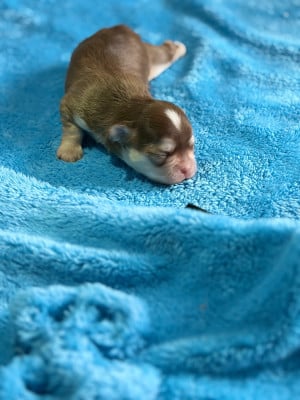 Les chiots de Chihuahua