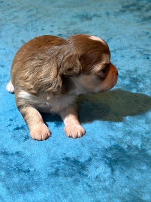 Les chiots de Chihuahua