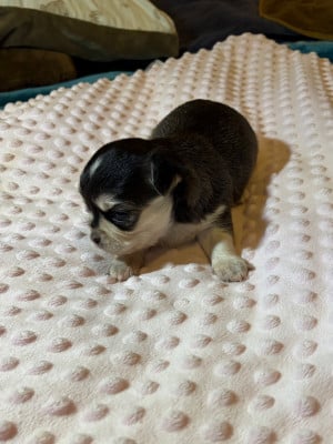 Les chiots de Chihuahua