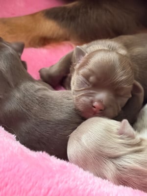 Les chiots de Chihuahua