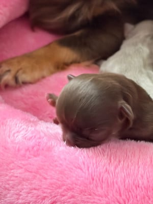 Les chiots de Chihuahua